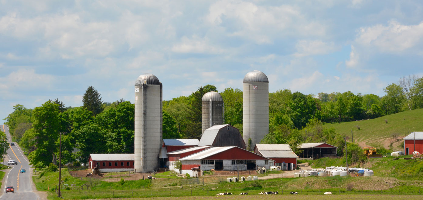 Dairy Farm - Campville